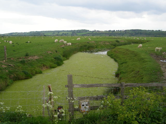 Romney Marsh sheep grazing near Rye Marsh farm - geograph.org.uk - 437557