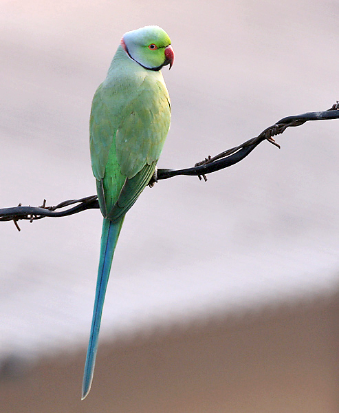 Rose-ringed Parakeet (Male) I IMG 9141.jpg