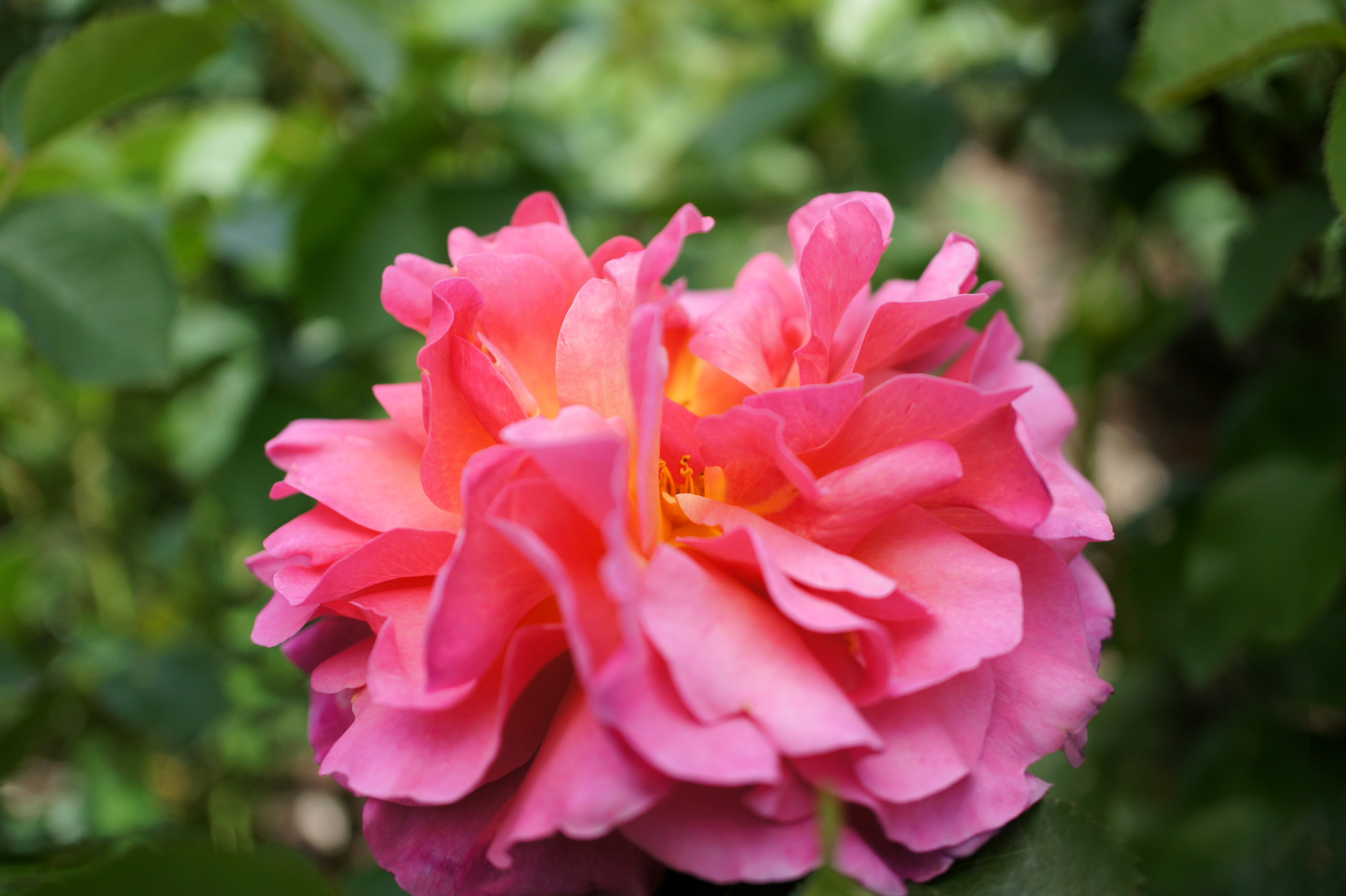 File Rose Lilian Austin バラ リリアン オースチン Jpg Wikimedia Commons