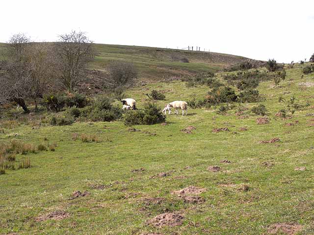 File:Rough grazing near Felton Fence - geograph.org.uk - 1802017.jpg