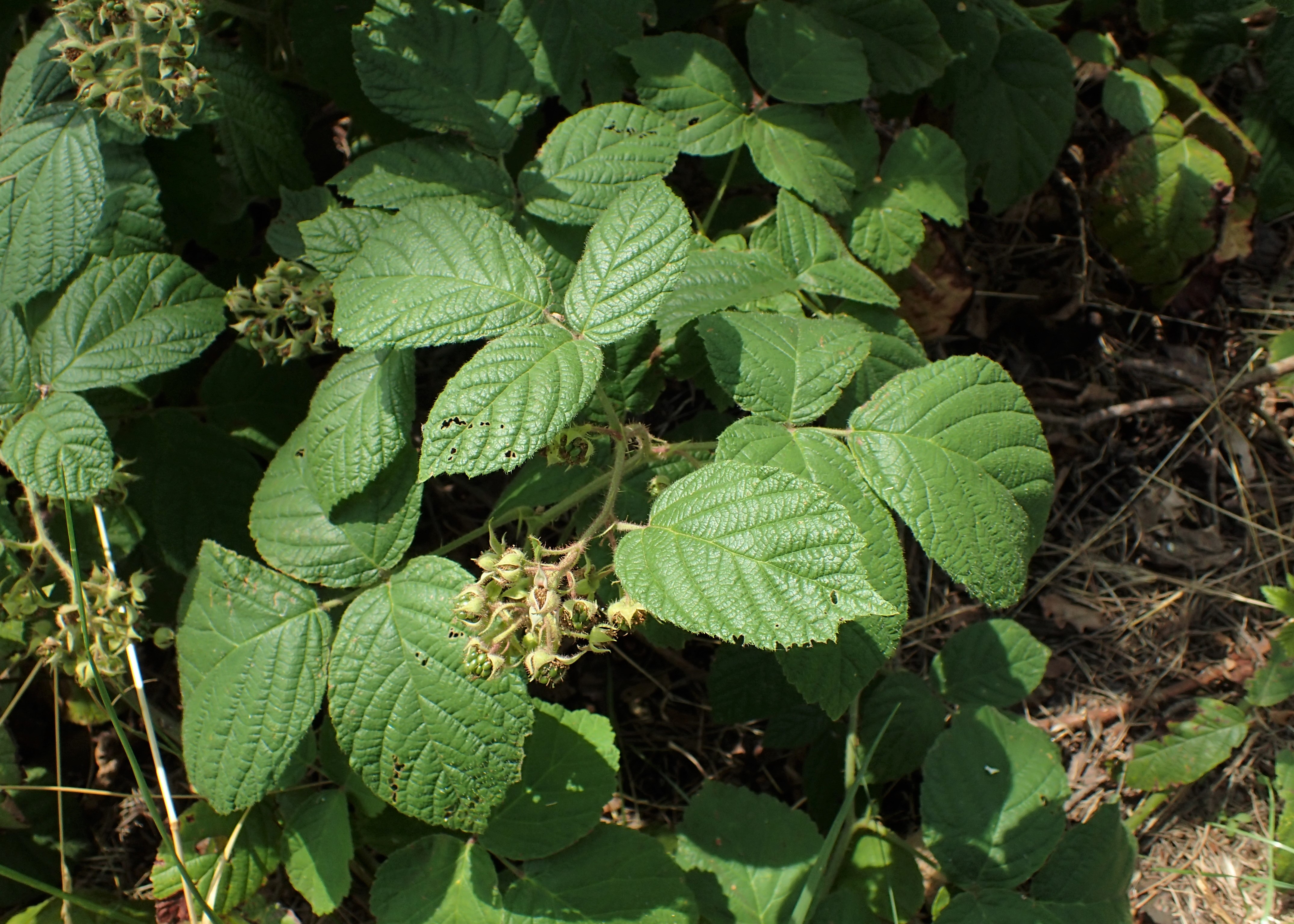 Рубус кз. Рубус. Рубус срезка. Rubus saxatilis жизненная форма.