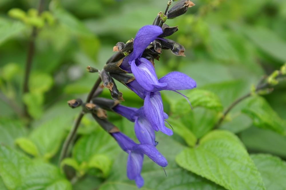 Сальвия иркутск. Salvia guaranitica. Сальвия Лира. Сальвия Феуэрзаубер. Salvia Palaestinae.