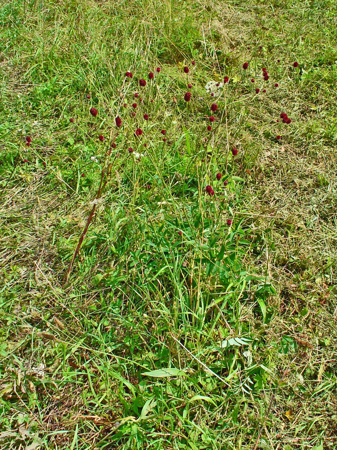Кровохлебка аптечная (Sanguisorba officinalis)