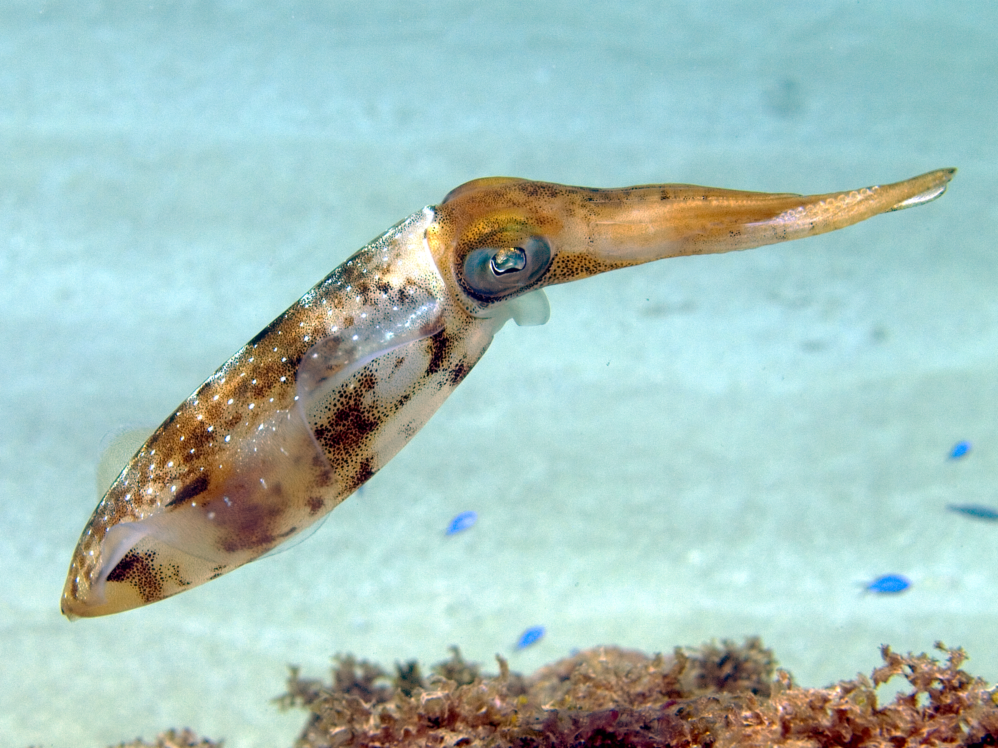 Squid - Wikipedia