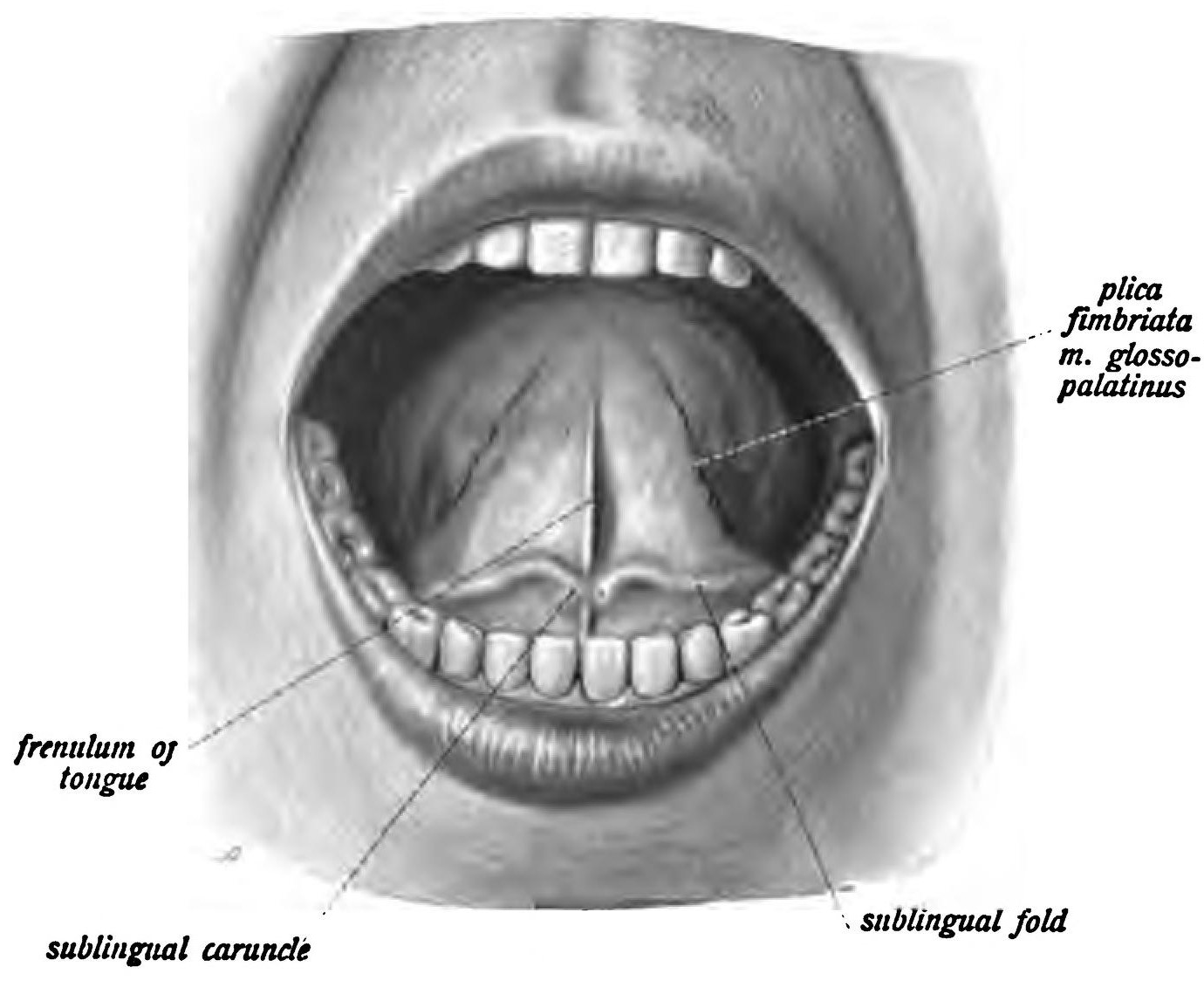 Sublingual Papilla