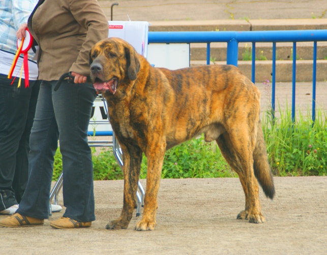 File:Spanish Mastiff.JPG