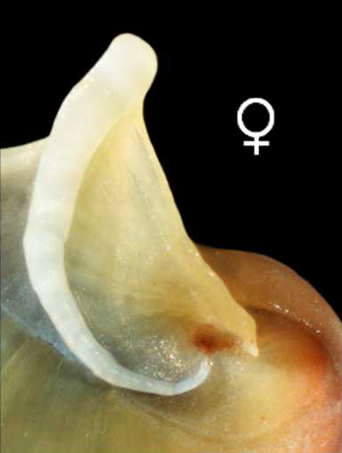 File:Theodoxus fluviatilis operculum female.png