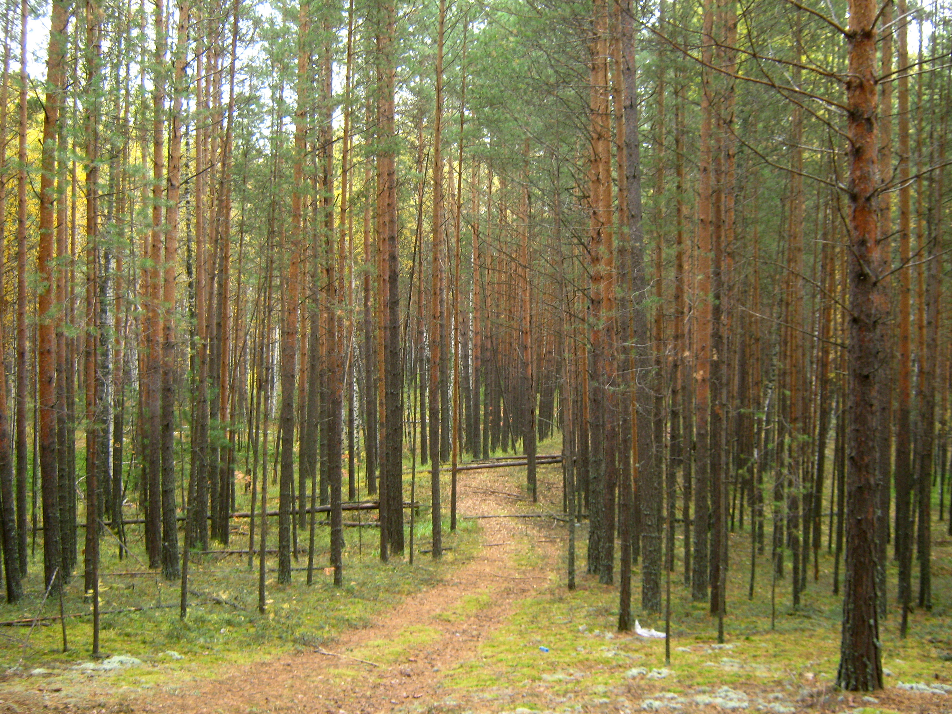 Forest buy. Лес Сосновый Бор Томск. Лесной фонд Томской области. Хвойный лес Томской области. Тимирязевский Бор Томская область.