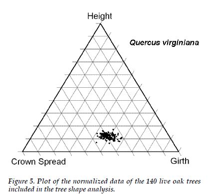 Tree shape diagram for live oak