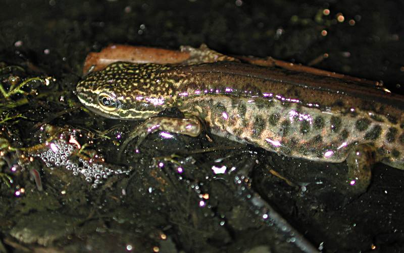 File:Triturus helveticus01.jpg