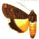 <i>Ulotrichopus</i> Genus of moths