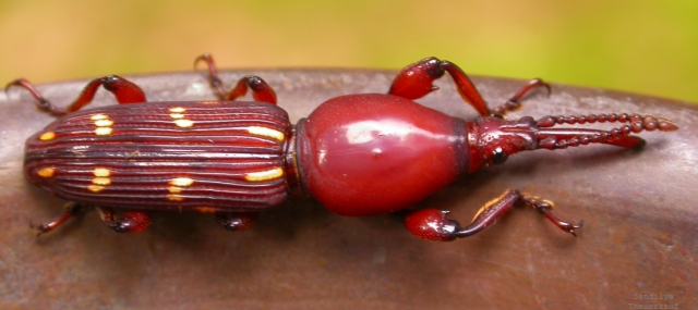 File:Weevil wynaad.jpg