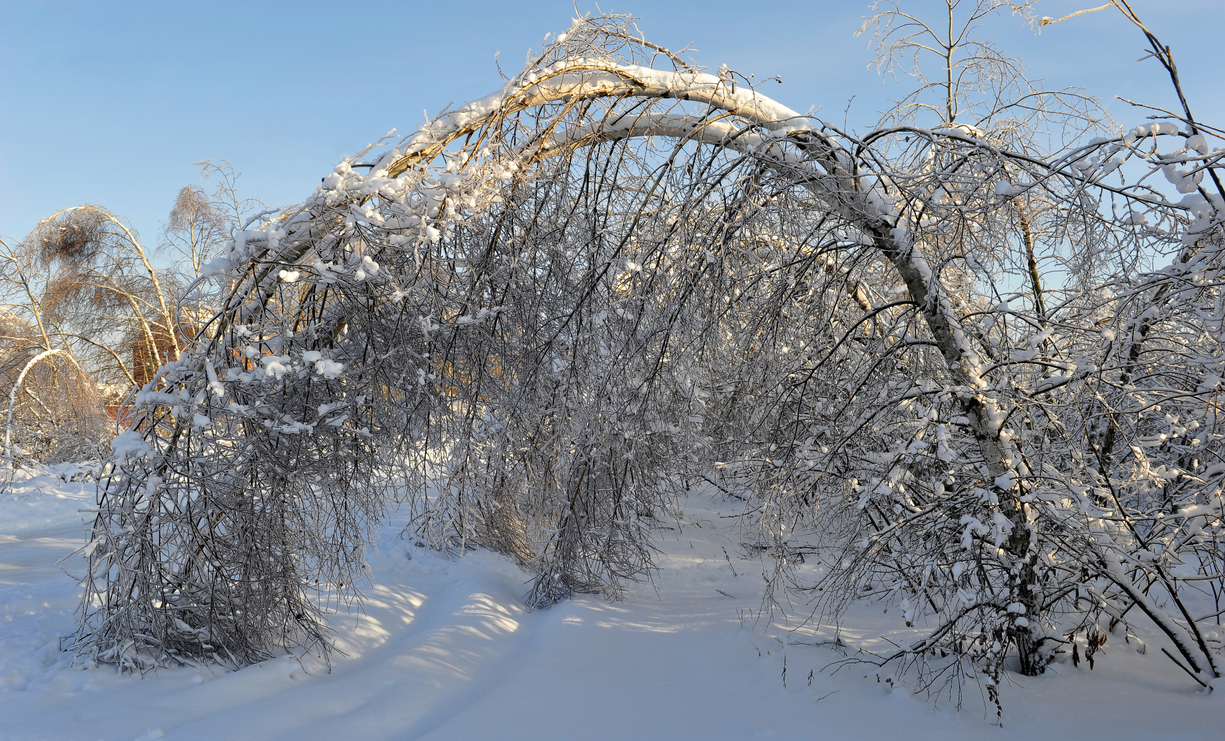 Деревья под тяжестью снега