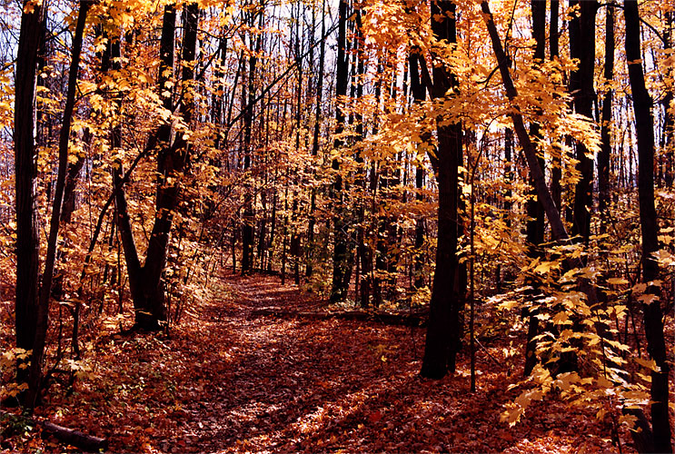 File:1997-10-bruce-trail-fall1.jpg