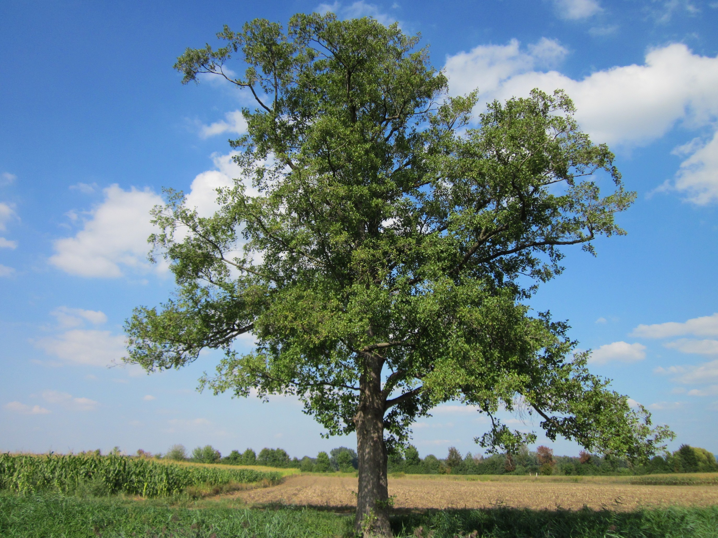 Alnus glutinosa