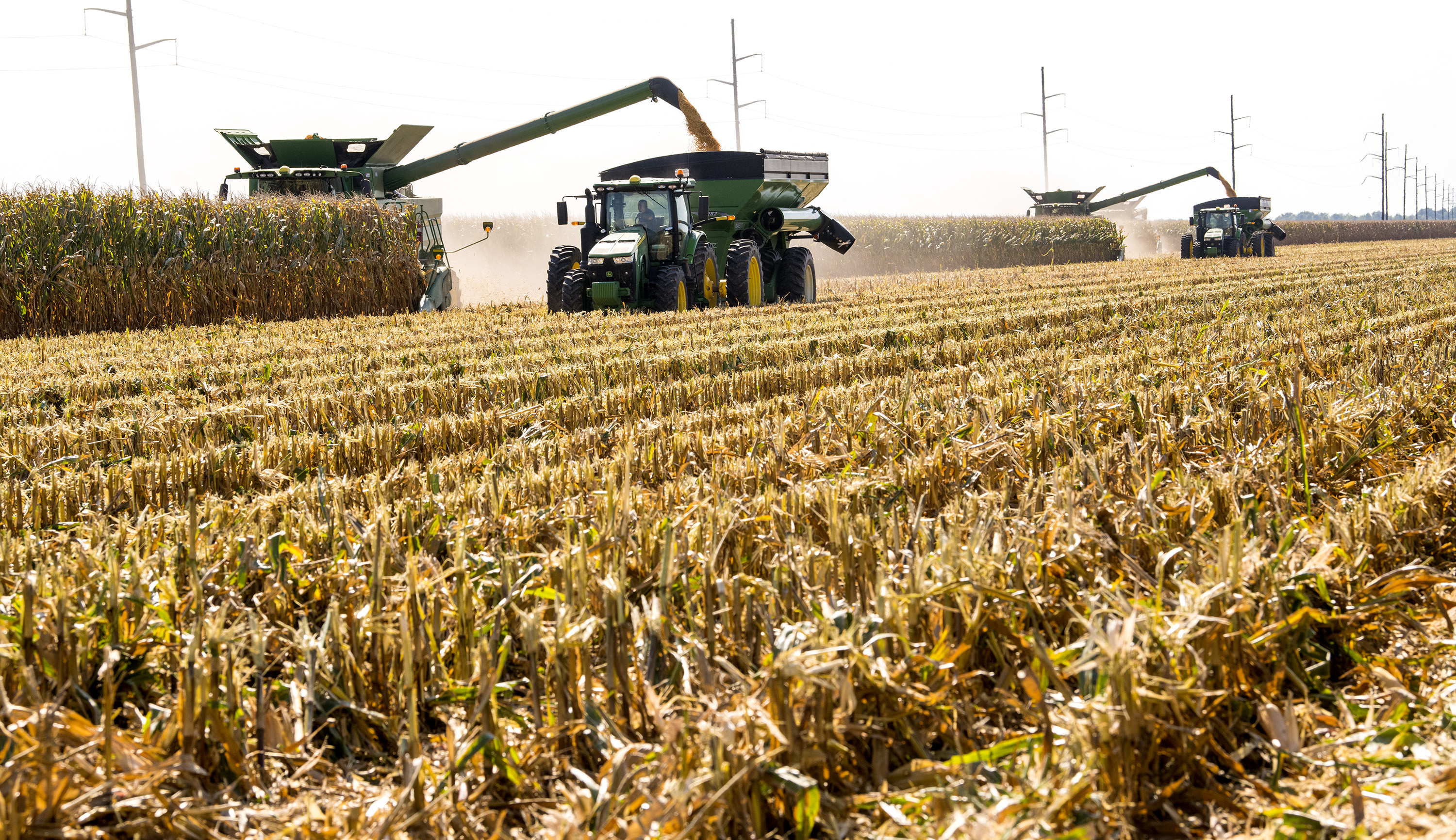 corn harvest field