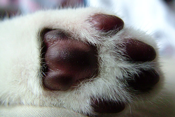 File:A paw.jpg - Wikimedia