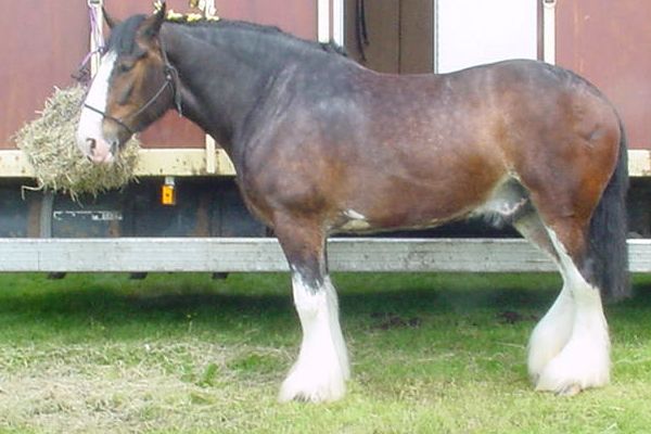 Average age of draft horses