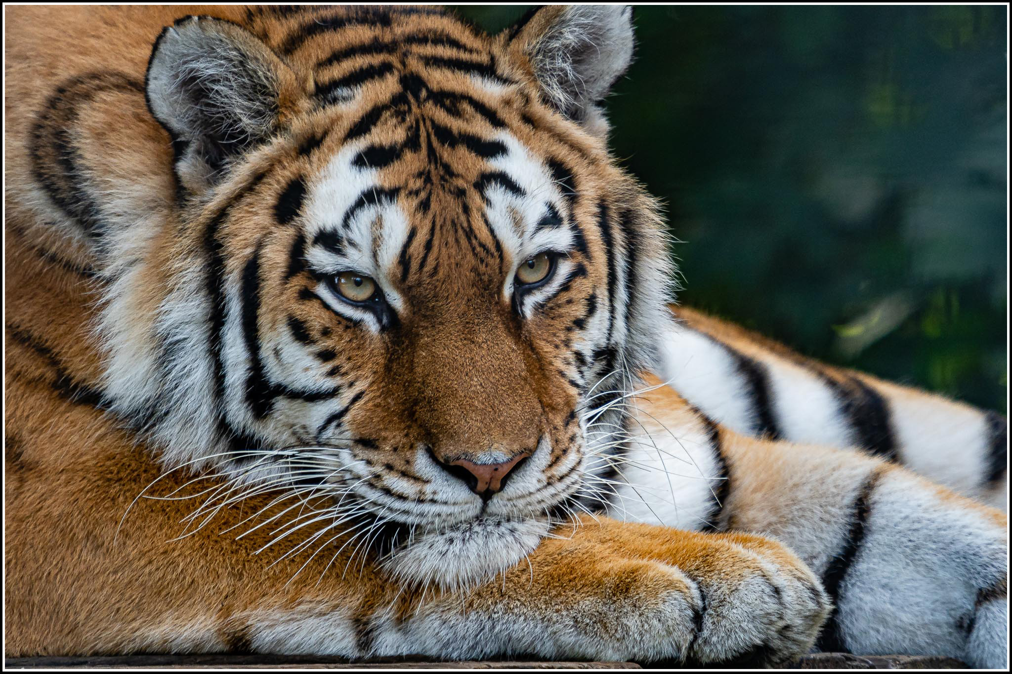 Siberian Tiger (Panthera tigris altaica)