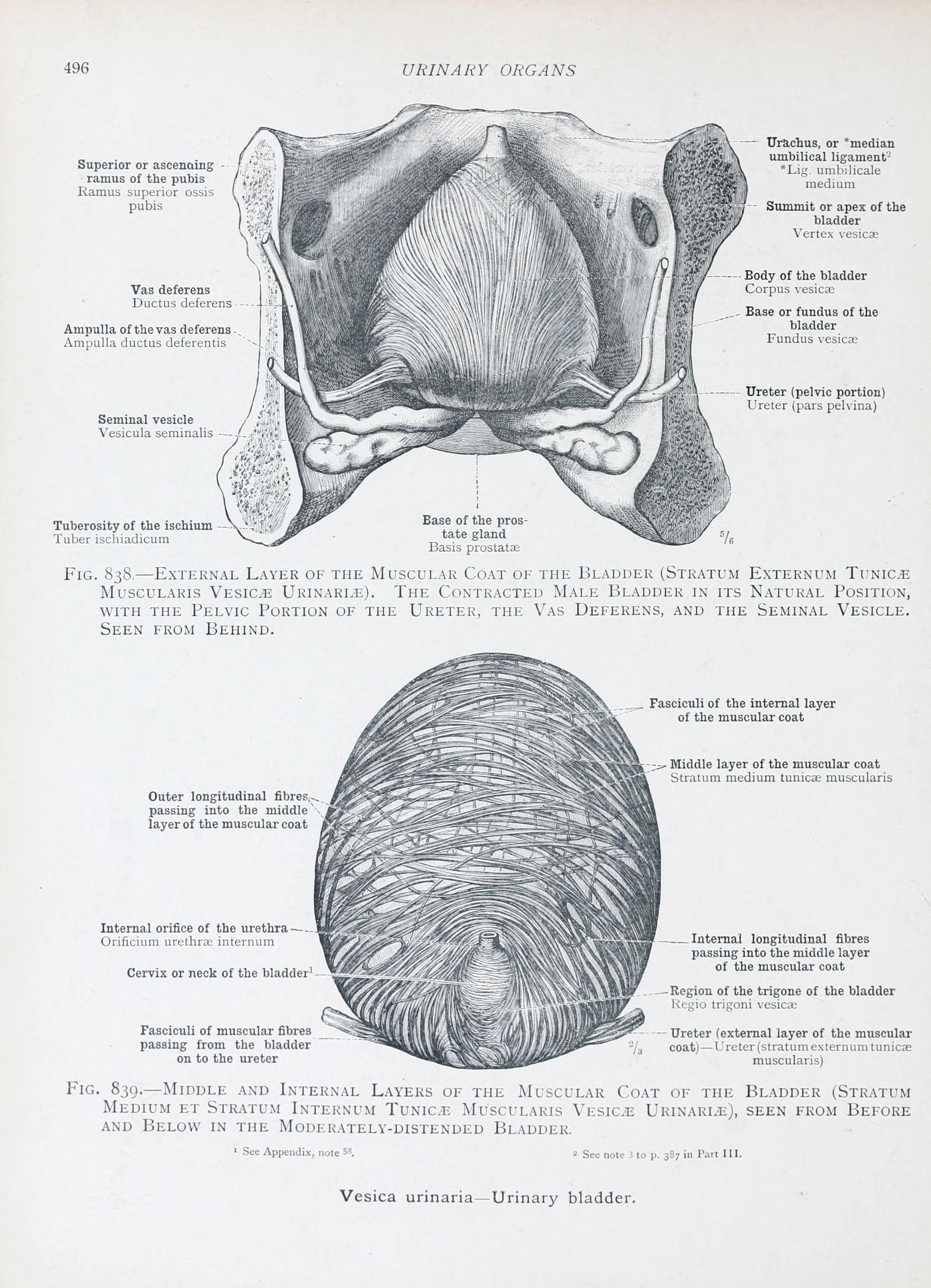 bladder base anatomy