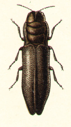 <i>Aphanisticus</i> Genus of beetles