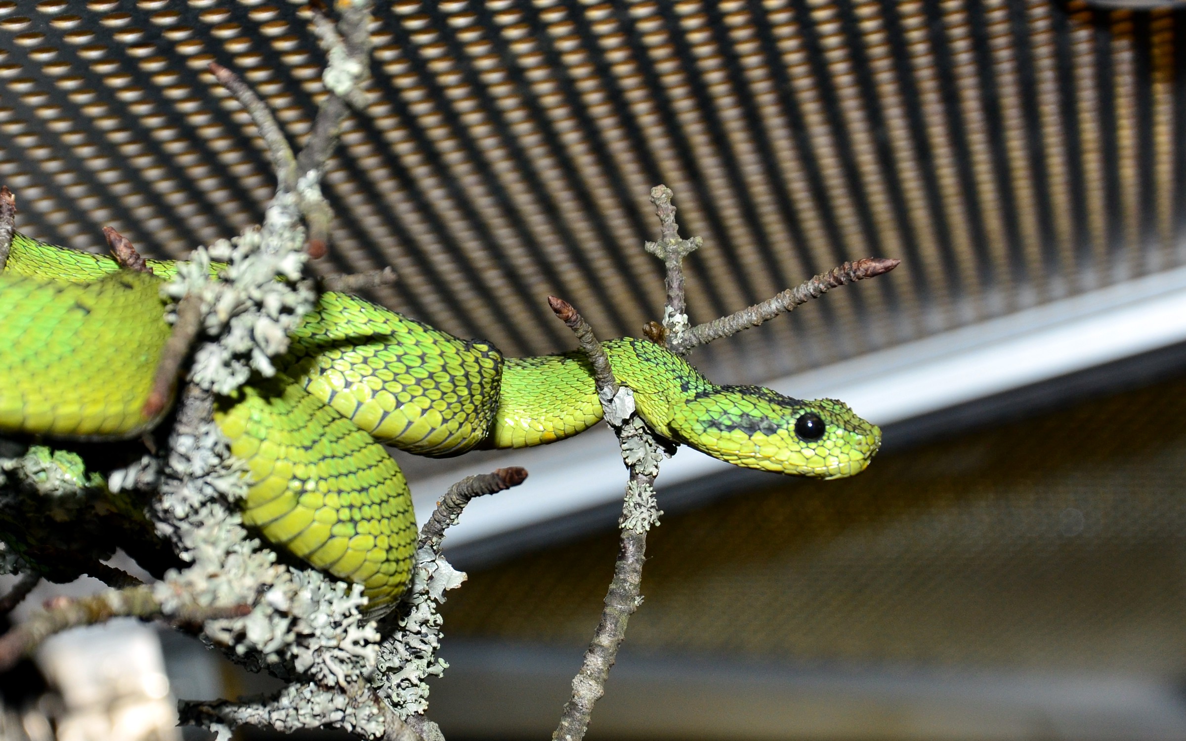 The Great Lakes bush viper (Atheris nitschei) is spectacular snake