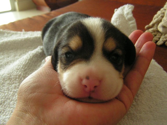 beagle lab mix puppy