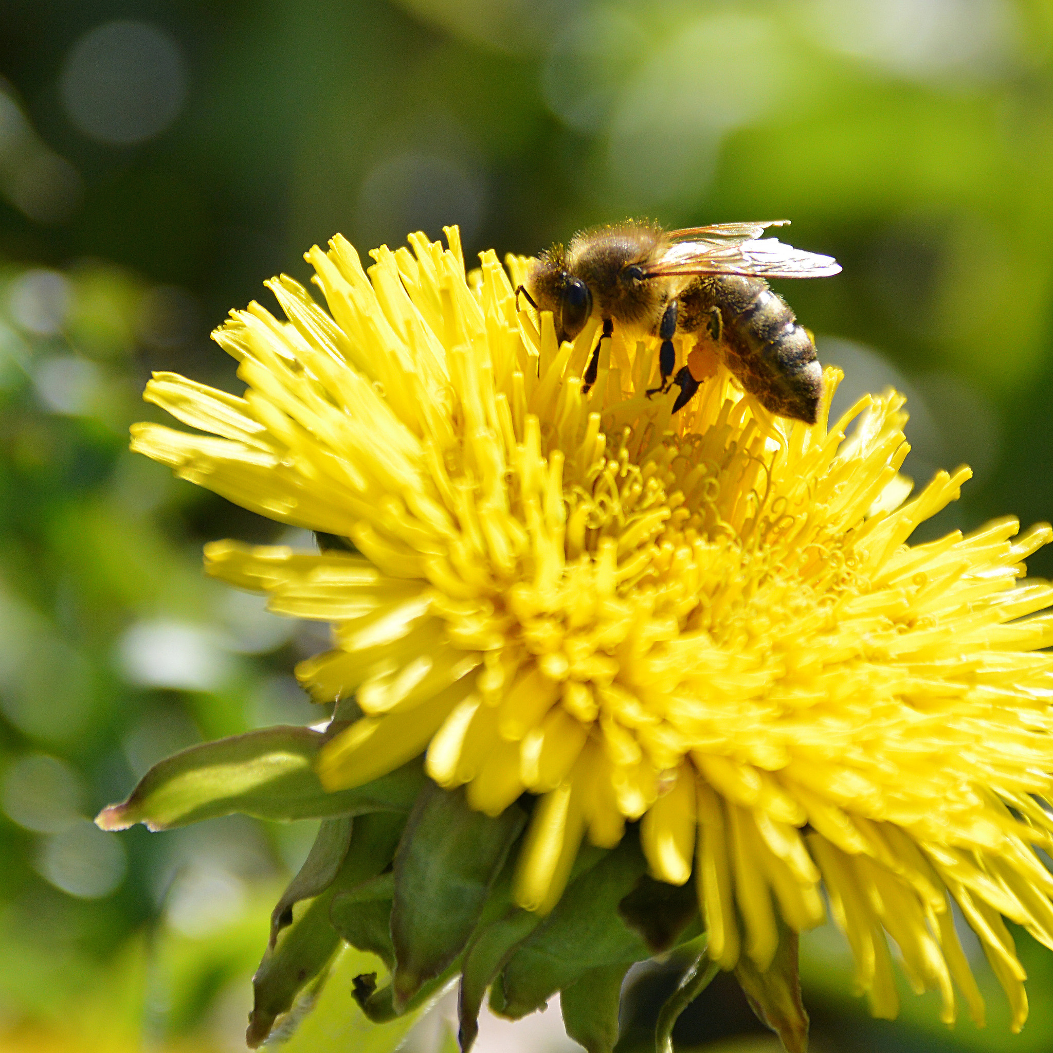 File:Bee On Dandelion (215165847).jpeg - Wikimedia Commons