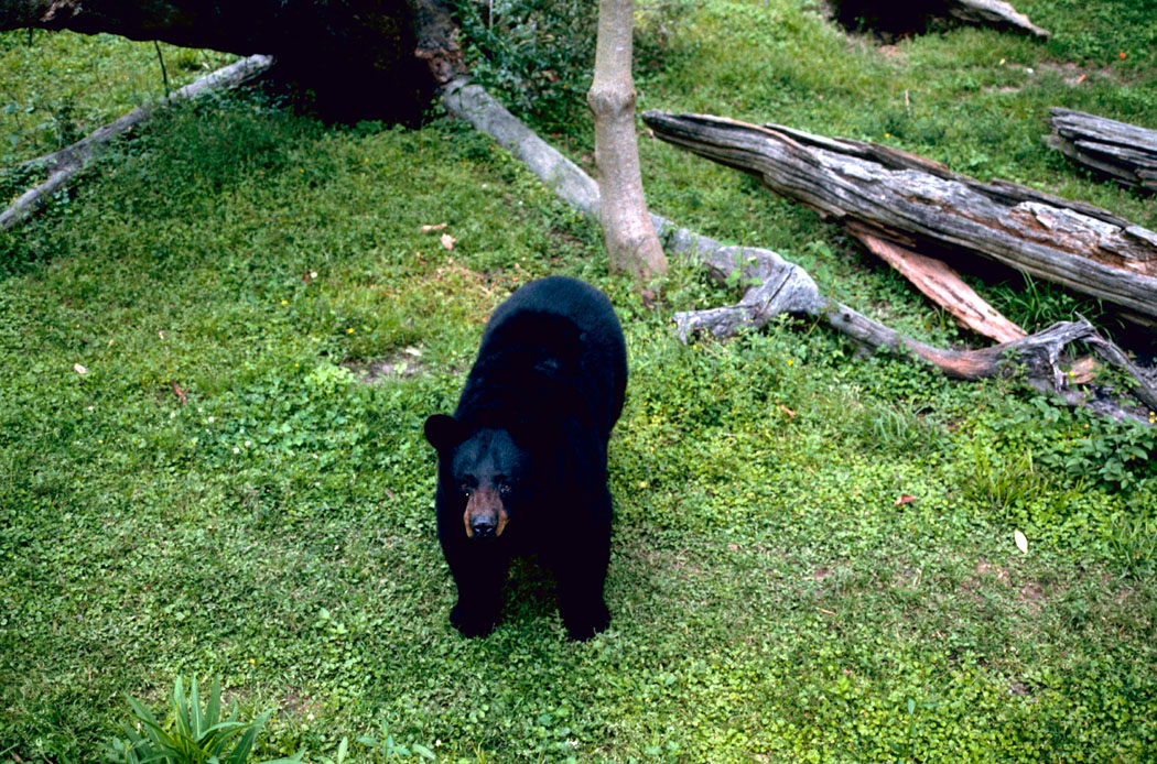 Louisiana Black Bear Populations Rebound