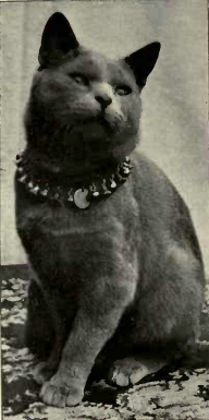 An early example of the "English type" Blue Shorthair, from Frances Simpson's Book of the Cat, 1903 Blue Shorthair cat English type.jpg