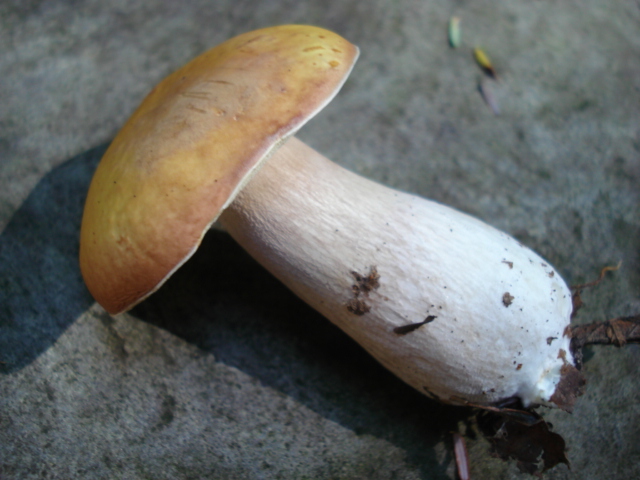 File:Boletus nobilissimus 56343.jpg