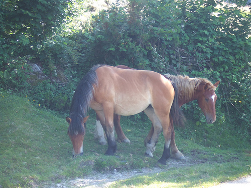 File:Cabalos nos ancares.jpg