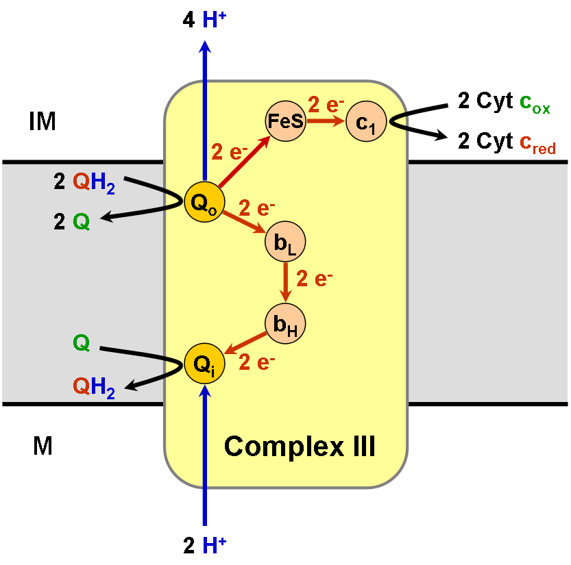 Q Cycle Wikipedia