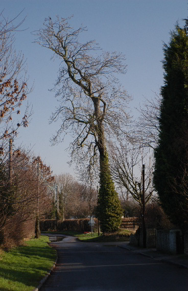 File:Cow Lane, Womersley - geograph.org.uk - 1407543.jpg