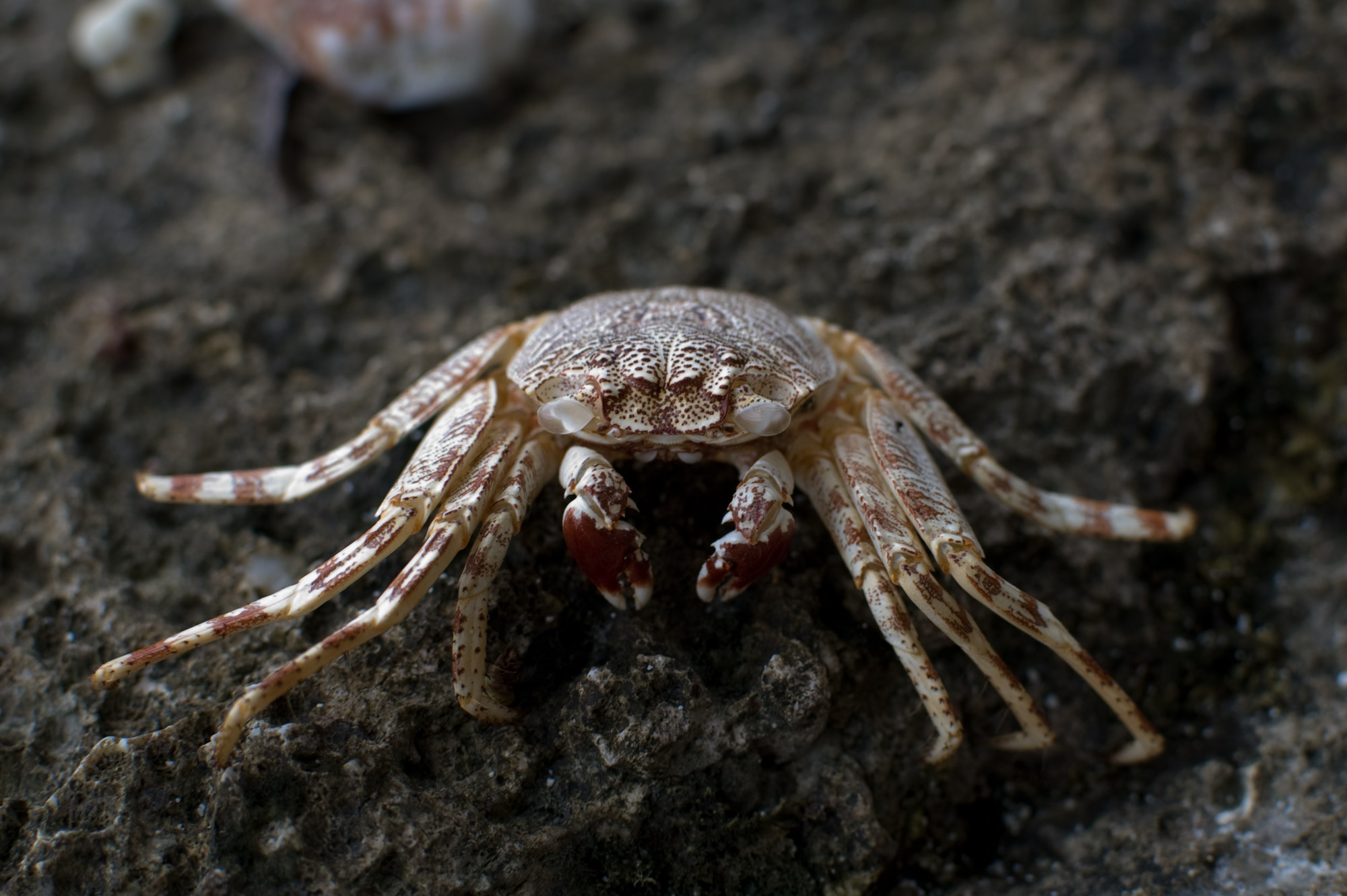 Великий краб. Crab Shell. Мягкопанцирный краб. Мистический краб. Крабы пахиграпсус.