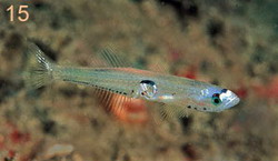 Crystal goby Species of fish