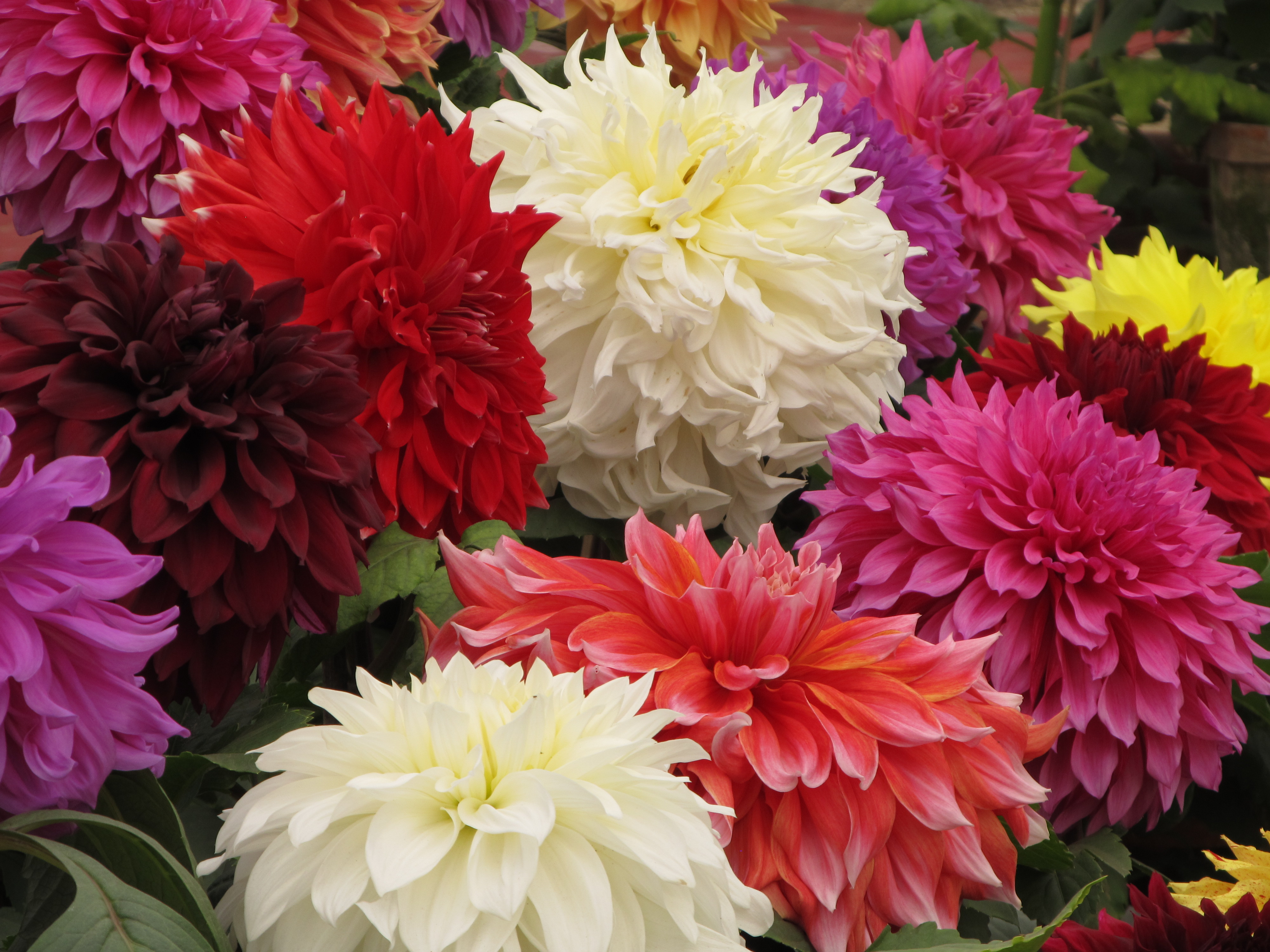 Different Beautiful Flowers | Wallpaper Tadka