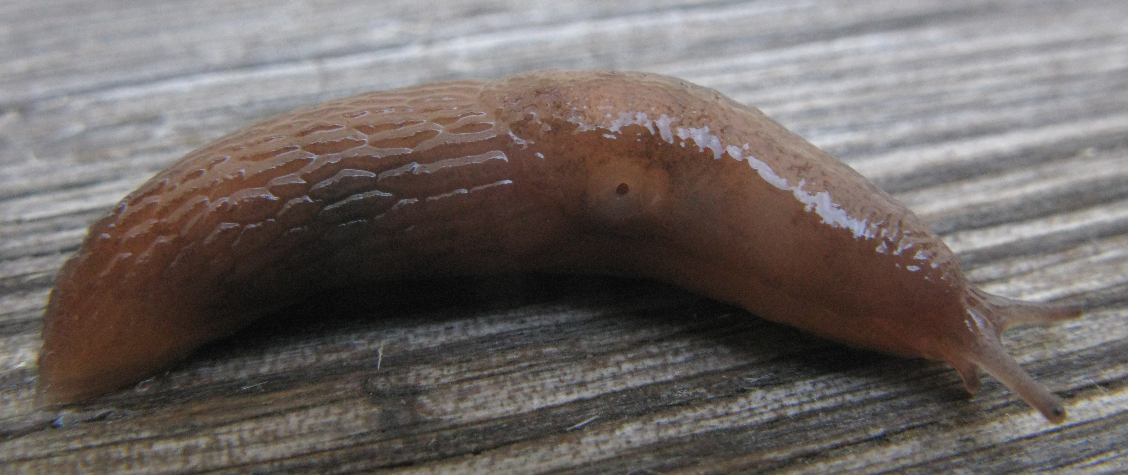 Caruana's slug (Deroceras caruanae / invadens: Agriolimacidae). One on the  right is following the slime trail of the other, UK Stock Photo - Alamy