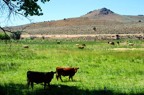 File:Drewsey Area Cattle (Harney County, Oregon scenic images) (harDA0025a).jpg