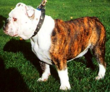 brindle and white