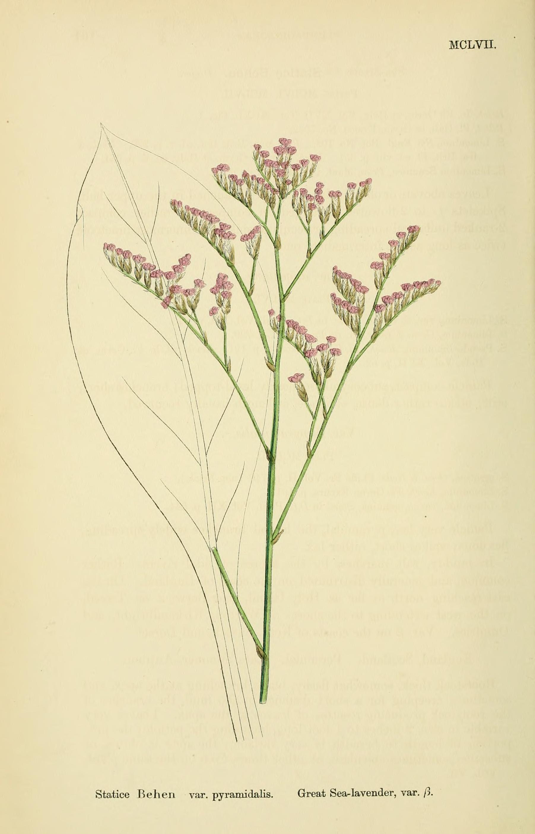 English Botany, or, Coloured Figures of British Plants, with their