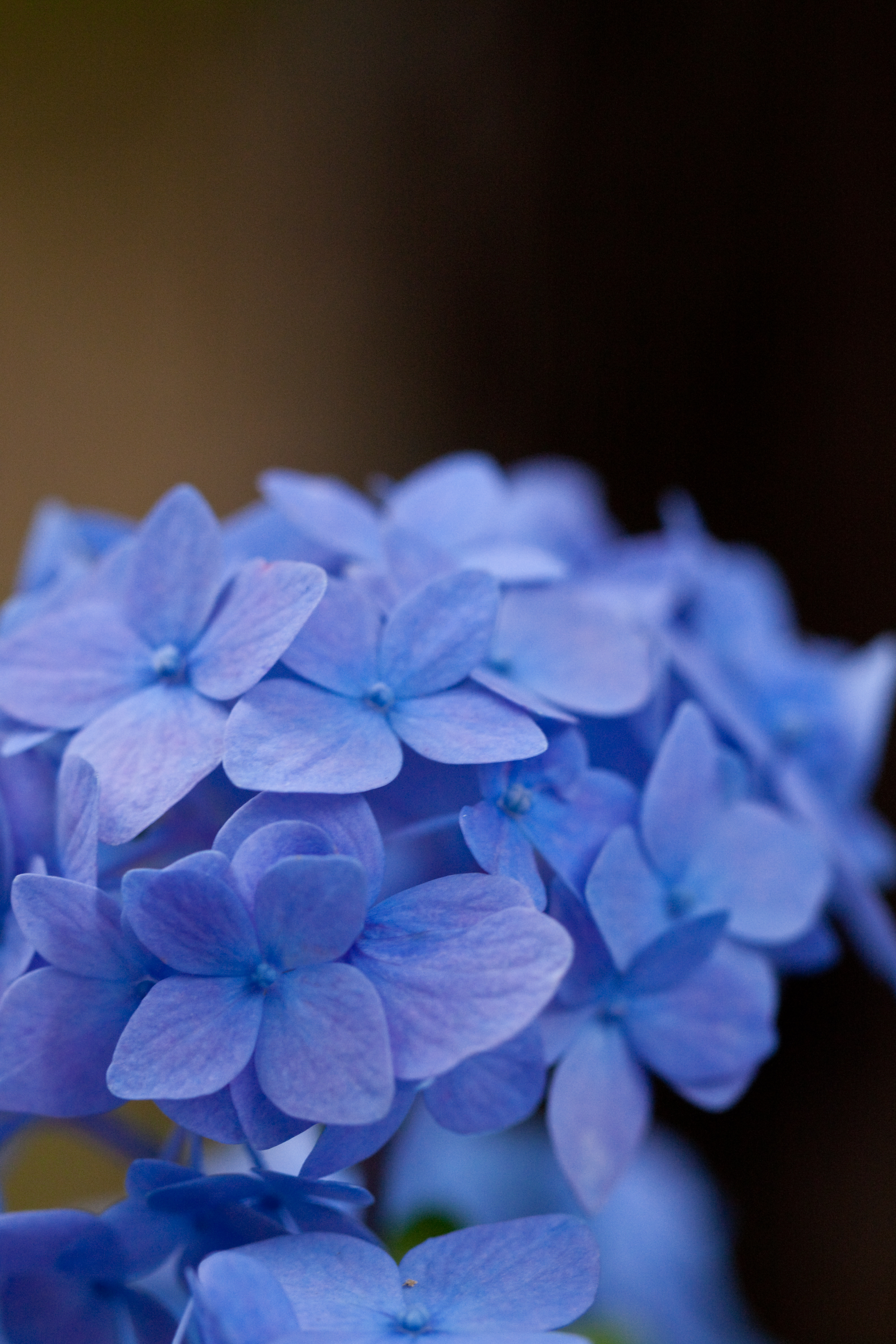 File Flower Hydrangea Shikizaki Hime Ajisai Flickr Nekonomania Jpg Wikimedia Commons