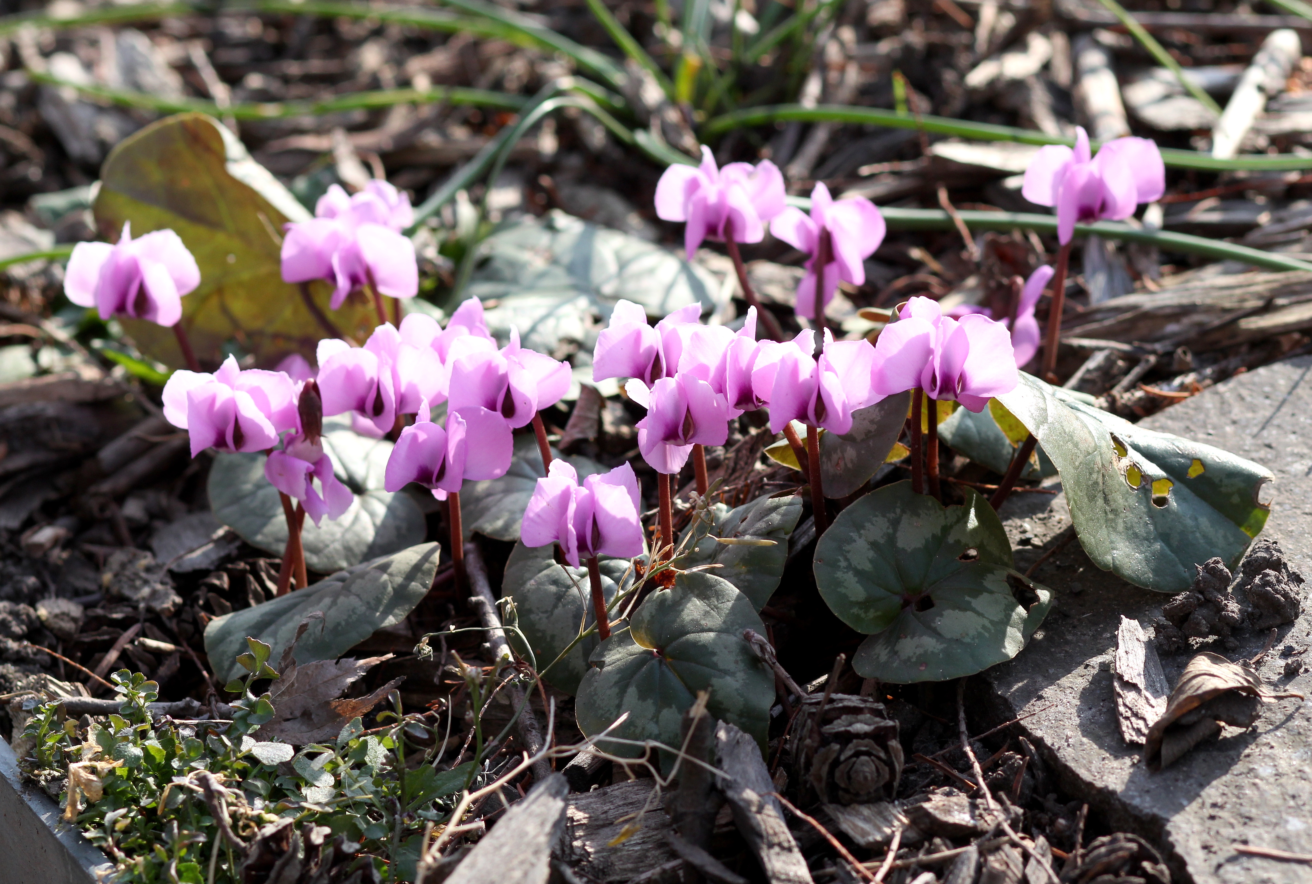 File Garten Alpenveilchen Cyclamen 12861460655 Jpg Wikimedia