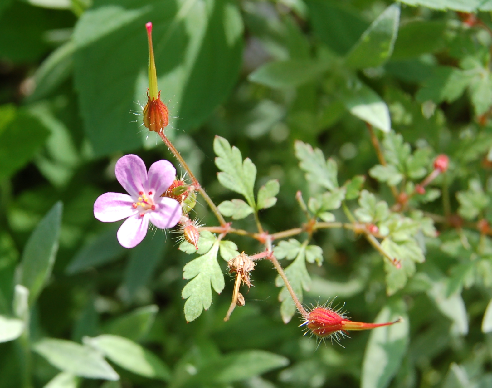 Geranium robertianum