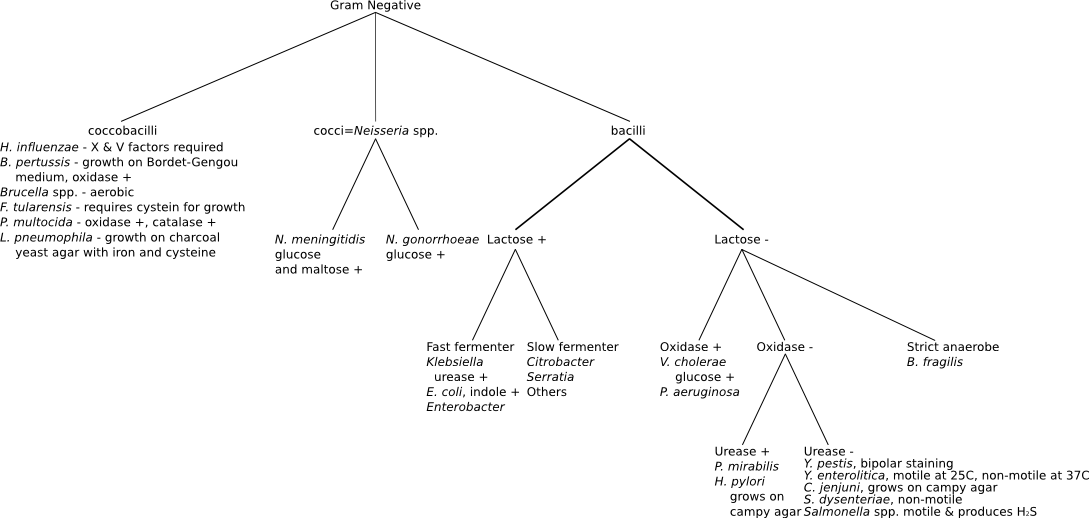 anaerobic gram negative cocci