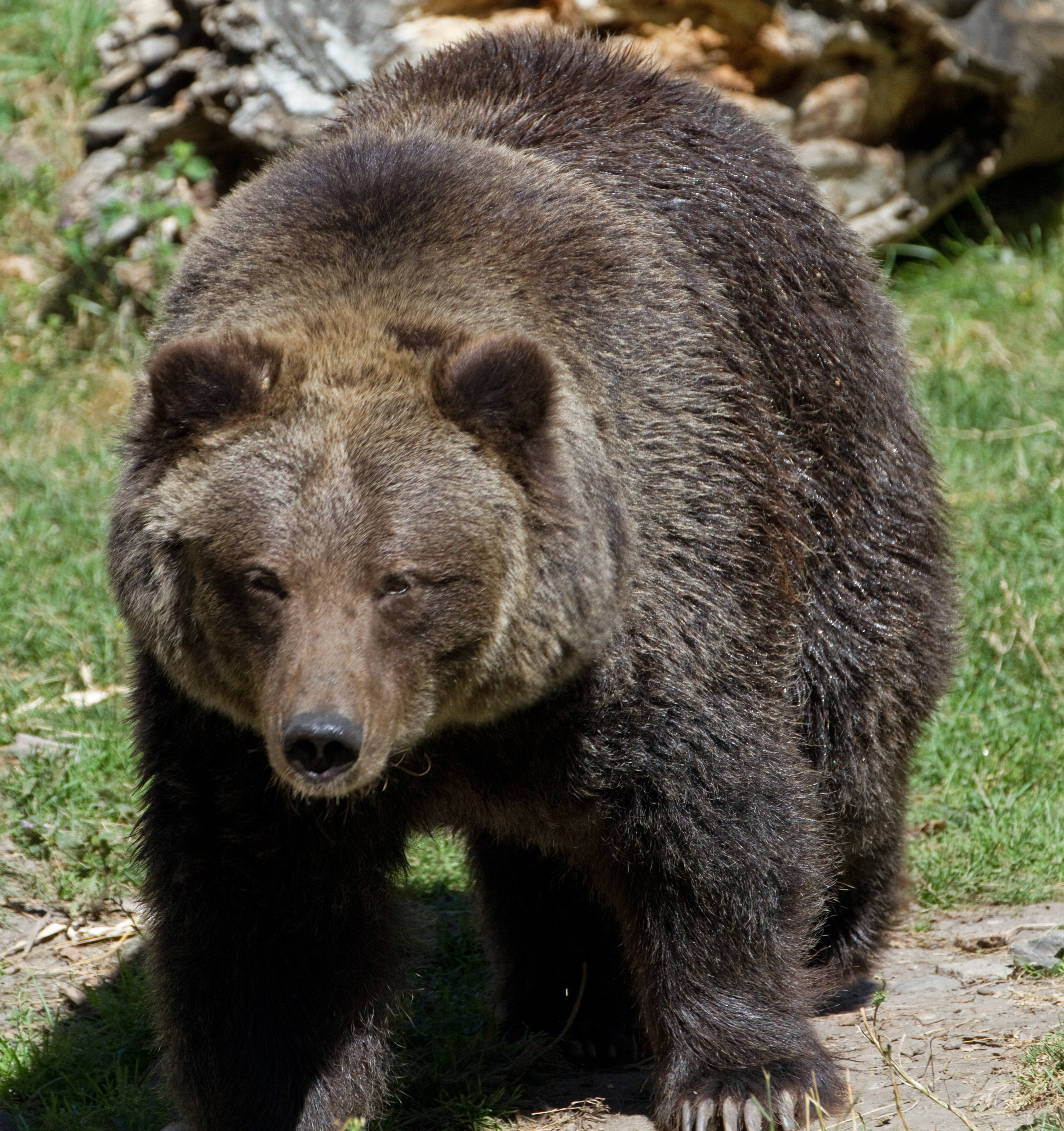 Grizzly Bear 8 (8067483073).jpg