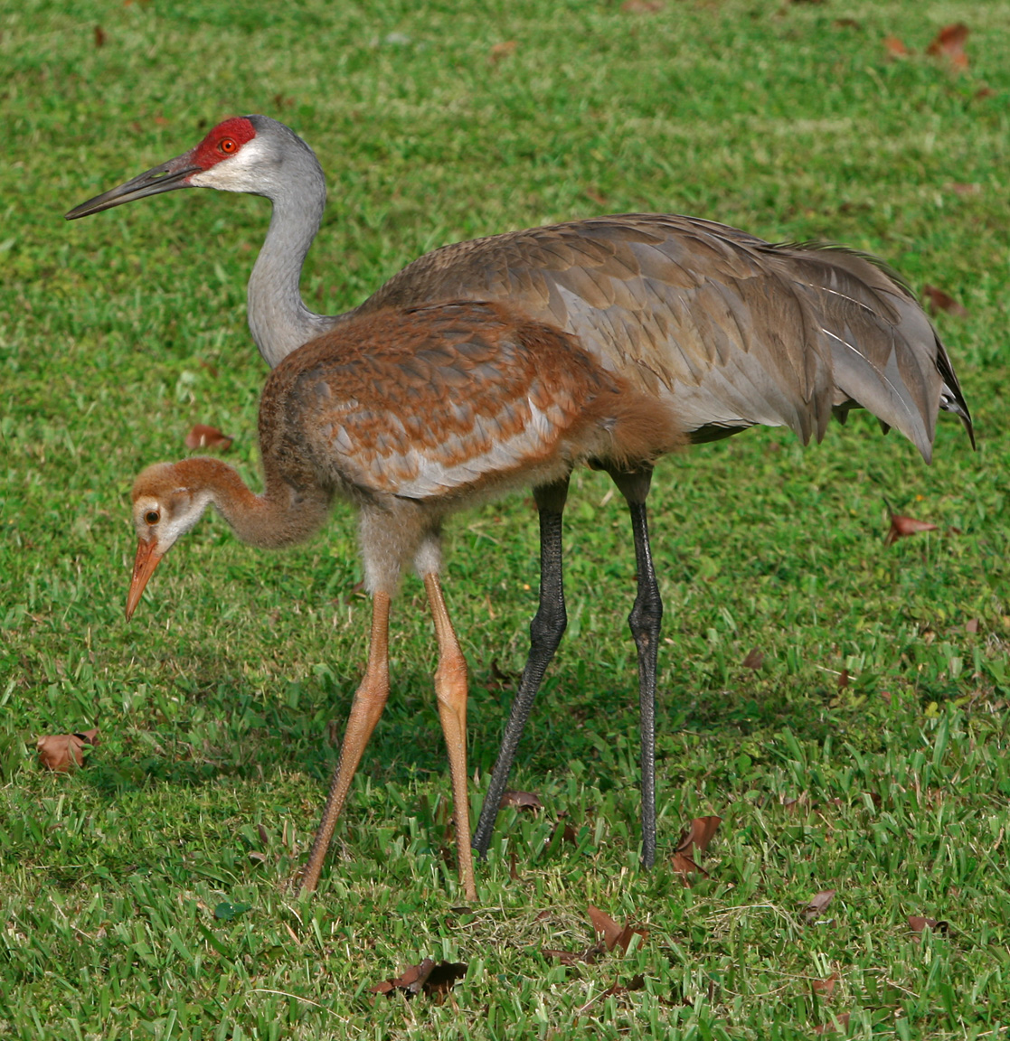 Sandhill crane | North American animals Wiki | Fandom