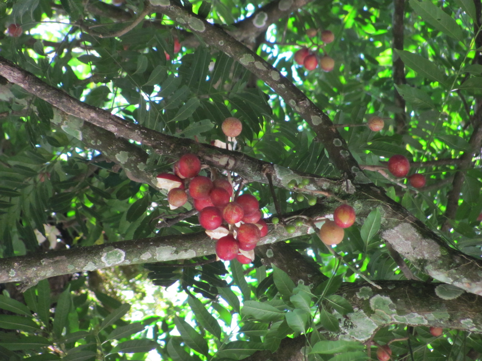 Gambás do Brejo