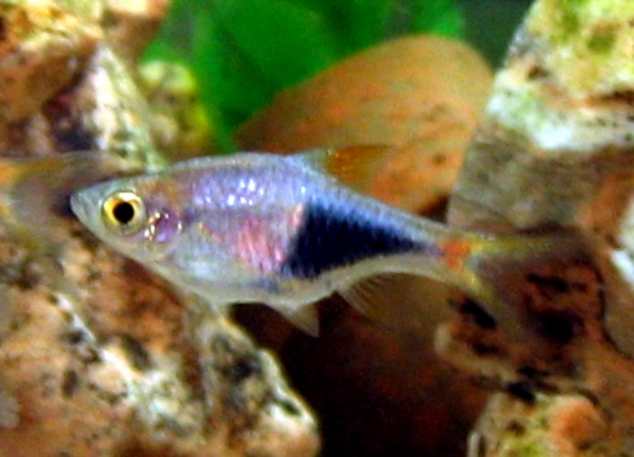 harlequin rasbora tropical fish