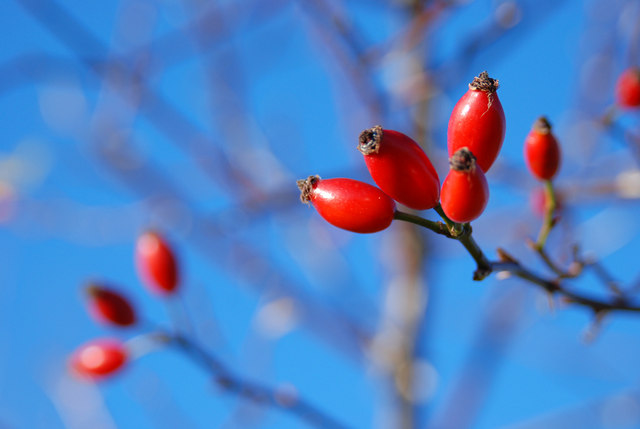 Hedgerow Rose Hips - geograph.org.uk - 1062004